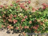 Viridiflora Viridiflora