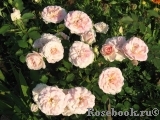 Morden Blush Morden Blush