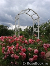 Rosarium Uetersen Rosarium Uetersen