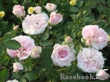 Morden Blush Morden Blush