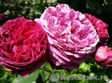 Falstaff® Falstaff®