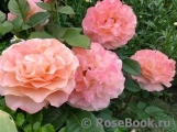 Augusta Luise Augusta Luise