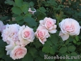 Morden Blush Morden Blush
