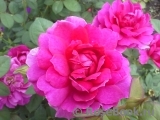 Sophy’s Rose Sophy’s Rose