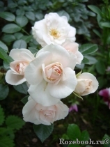 Morden Blush Morden Blush