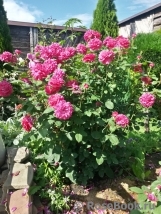 Sophy’s Rose Sophy’s Rose