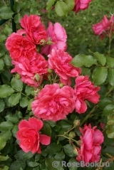 Rosarium Uetersen Rosarium Uetersen