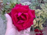 Red Parfum ® Red Parfum ®