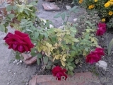 Red Parfum ® Red Parfum ®