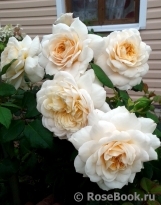 Crocus Rose® Crocus Rose®