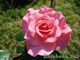 Tickled Pink Tickled Pink