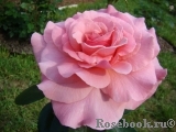 Tickled Pink Tickled Pink