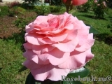 Tickled Pink Tickled Pink