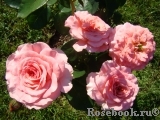 Tickled Pink Tickled Pink
