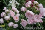 Hans Gonewein Rose Hans Gonewein Rose