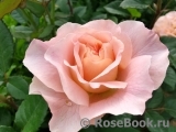Augusta Luise Augusta Luise
