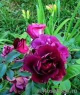 Burgundy Ice Burgundy Ice