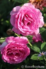 Violette Parfumee Violette Parfumee
