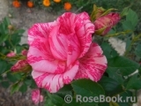 Pink Intuition Pink Intuition