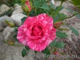 Pink Intuition Pink Intuition