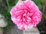Pink Intuition Pink Intuition
