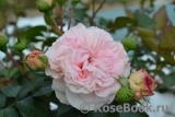 Mariatheresia Mariatheresia