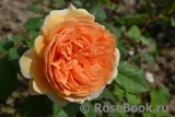 Crown Princess Margareta® Crown Princess Margareta®