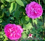 Reine des Violettes Reine des Violettes