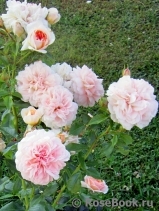 Garden of Roses Garden of Roses