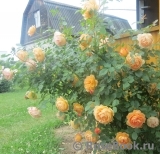 Lady of Shalott Lady of Shalott