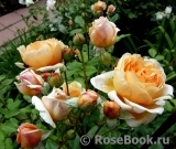 Crown Princess Margareta® Crown Princess Margareta®