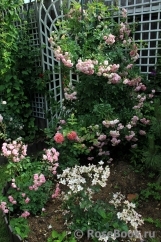 Pink Ghislaine de Féligonde ® Pink Ghislaine de Féligonde ®