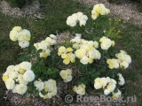 Golden Border Golden Border