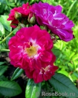 Perennial Blue Perennial Blue