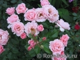 Twiggy’s Rose Twiggy’s Rose