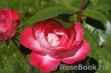 Rose Gaujard Rose Gaujard