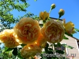 Golden Celebration® Golden Celebration®