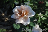 Julia's Rose Julia's Rose