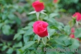 Stadt Rom Stadt Rom