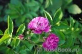 Perennial Blue Perennial Blue