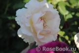 Uetersener Klosterrose Uetersener Klosterrose