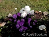 Aspirin Rose Aspirin Rose