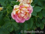 Rose des Cisterciens Rose des Cisterciens