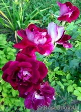 Burgundy Ice Burgundy Ice