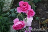 Decor Rose Decor Rose