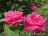 Zephirine Drouhin Zephirine Drouhin