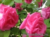 Zephirine Drouhin Zephirine Drouhin