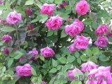 Zephirine Drouhin Zephirine Drouhin