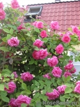 Zephirine Drouhin Zephirine Drouhin