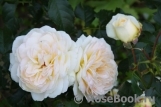 Marie Antoinette Marie Antoinette
